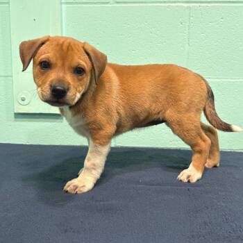Black Mouth Cur Dogs Available for Adoption in Cabot, Arkansas - Annie Ruth | PetCurious