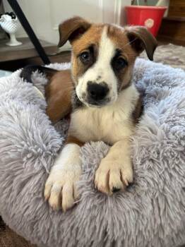 Basenji Dogs Available for Adoption in Berlin, New Jersey - Buster | PetCurious
