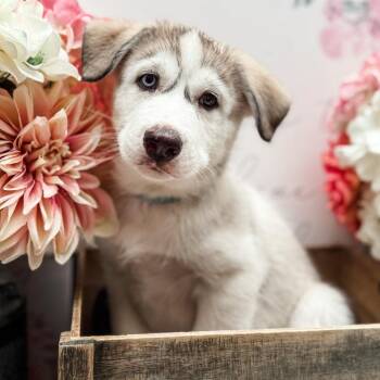 Husky Dogs Available for Adoption - Roku | PetCurious