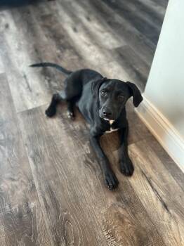 Sadie -  Black Labrador Retriever Dog for Adoption in Sherman, Illinois - Sadie | PetCurious