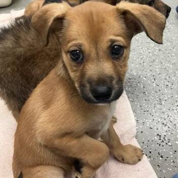 Mixed Breed Dogs Available for Adoption in La Grange, Kentucky - Daphne Blake | PetCurious