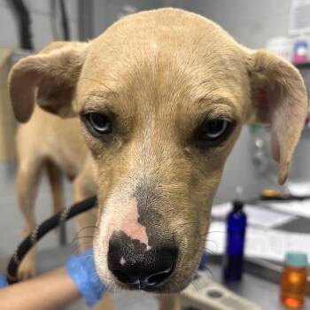 Tanner -  Mixed Breed Dog for Adoption in Summerville, South Carolina - Tanner | PetCurious