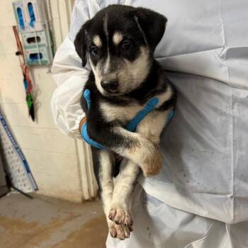Busch -  Shepherd Dog for Adoption in Edinburg, Texas - Busch | PetCurious