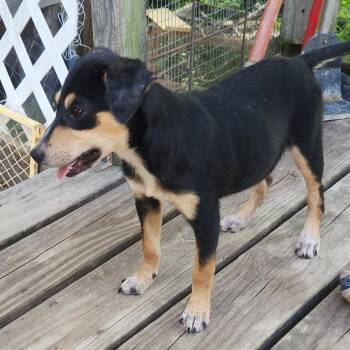 XENA -  Terrier and Retriever Dog for Adoption in Chicopee, Massachusetts - XENA | PetCurious