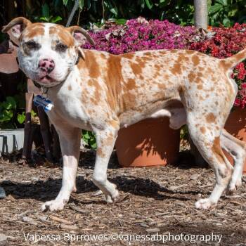 Rescue Pit Bull Terrier Dogs for Adoption in Wake Forest, North Carolina - Mortimer | PetCurious