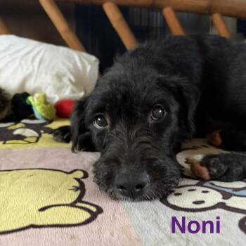 Mixed Breed Dogs Available for Adoption in Keaau, Hawaii - Noni (Mom) | PetCurious