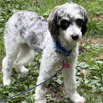 Farrah -  Miniature Poodle and Bernese Mountain Dog Dog for Adoption in Sinking Spring, Pennsylvania - Farrah | PetCurious
