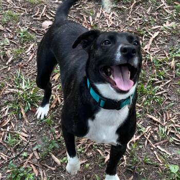 Rescue Pit Bull Terrier Dogs for Adoption in Columbia, South Carolina - Daisy | PetCurious