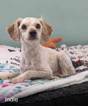 Indie -  Poodle Dog for Adoption - Indie | PetCurious