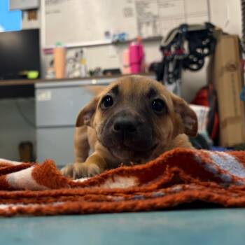 Sid -  Terrier Dog for Adoption in Bethel, Connecticut - Sid | PetCurious
