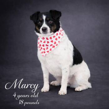 Mixed Breed Dogs Available for Adoption - Marcy | PetCurious