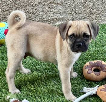 Rico -  Mixed Breed Dog for Adoption in Thousand Oaks, California - Rico | PetCurious