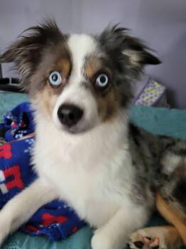Charlie & Sadie -  Australian Shepherd Dog for Adoption in Salisbury, North Carolina - Charlie & Sadie | PetCurious