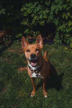 Athena -  Border Collie and Labrador Retriever Dog for Adoption in Bend, Oregon - Athena | PetCurious