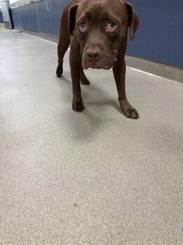 CHOCOLATE -  Labrador Retriever Dog for Adoption in Doral, Florida - CHOCOLATE | PetCurious