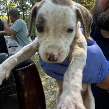 Praline -  Terrier Dog for Adoption in Chattanooga, Tennessee - Praline | PetCurious