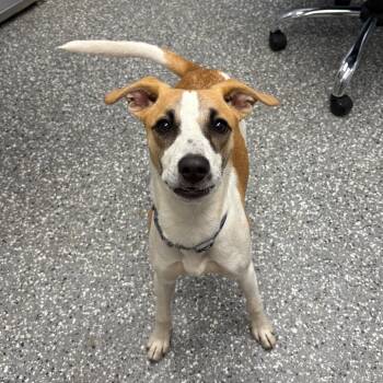 Rescue Feist Dogs for Adoption in Parkersburg, West Virginia - Daisie | PetCurious