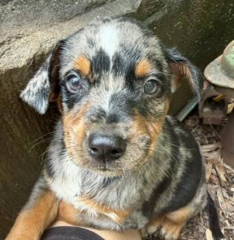 Babe Waffles -  Catahoula Leopard Dog Dog for Adoption in Washington, District Of Columbia - Babe Waffles | PetCurious