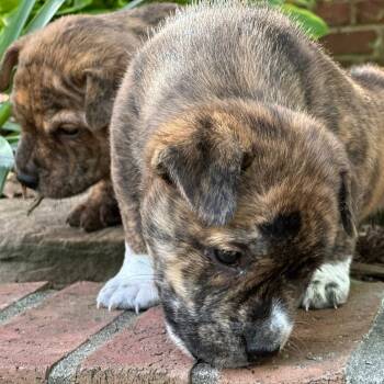 Mixed Breed Dogs Available for Adoption - Passy | PetCurious