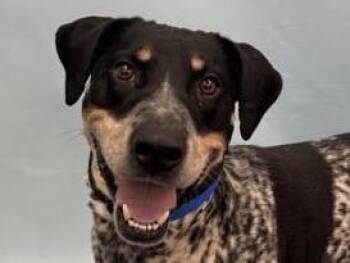 Preston -  Pointer and Coonhound Dog for Adoption in Golden Valley, Minnesota - Preston | PetCurious