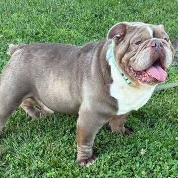 Reggie -  English Bulldog Dog for Adoption in Huber Heights, Ohio - Reggie | PetCurious