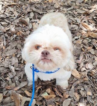 Mouton BR14537-T -  Shih Tzu Dog for Adoption in Missouri City, Texas - Mouton BR14537-T | PetCurious