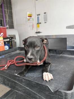 61254007 -  Pit Bull Terrier and Mixed Breed Dog for Adoption in El Paso, Texas - 61254007 | PetCurious