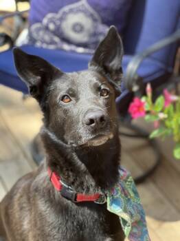 Rescue Labrador Retriever and German Shepherd Dog Dogs for Adoption in Pleasant Hill, California - Aro | PetCurious