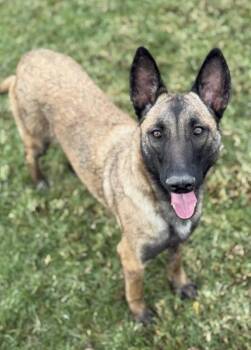 Rescue Belgian Shepherd Malinois Dogs for Adoption in Duxbury, Massachusetts - Darlin | PetCurious