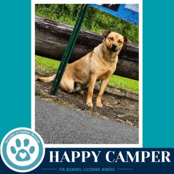 Happy Camper 082226 -  Shepherd and Labrador Retriever Dog for Adoption in Kimberton, Pennsylvania - Happy Camper 082226 | PetCurious