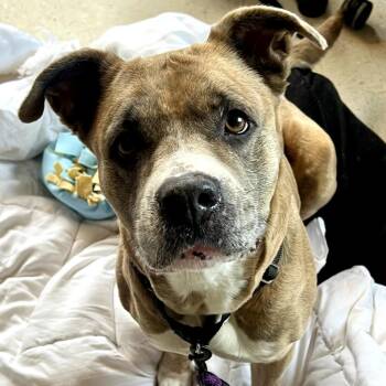 Boxer and Pit Bull Terrier Dogs Available for Adoption - Grace | PetCurious