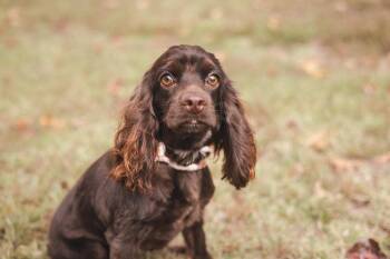 Rescue Cocker Spaniel Dogs for Adoption in Gradyville, Kentucky - Curly | PetCurious