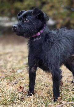 Patterdale Terrier Fell Terrier Dogs Available for Adoption - Twilight | PetCurious