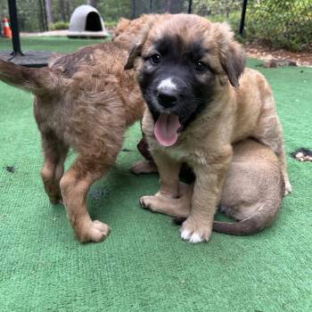 Atlas (Toy Story 5) -  Shepherd Dog for Adoption in Woodside, California - Atlas (Toy Story 5) | PetCurious