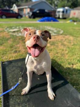 Sunny -  Pit Bull Terrier Dog for Adoption in Mooresville, North Carolina - Sunny | PetCurious
