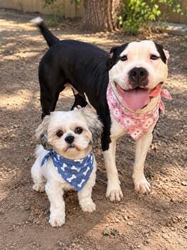 Snoopy and Lucy -  Maltese Dog for Adoption in Phoenix, Arizona - Snoopy And Lucy | PetCurious