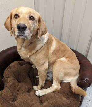 Taylor -  Yellow Labrador Retriever Dog for Adoption in Yankton, South Dakota - Taylor | PetCurious