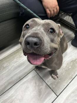 Bella -  American Bulldog Dog for Adoption in Mobile, Alabama - Bella | PetCurious