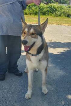 Valhalla -  Husky Dog for Adoption in Grants Pass, Oregon - Valhalla | PetCurious
