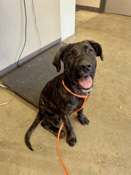 Cane Corso and Mixed Breed Dogs Available for Adoption in Ontario, California - FERN | PetCurious