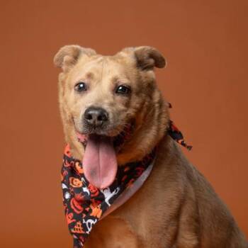 Honey -  Labrador Retriever and Mixed Breed Dog for Adoption in Atlanta, Georgia - Honey | PetCurious