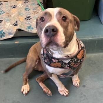 Betty -  Mixed Breed Dog for Adoption in Memphis, Tennessee - Betty | PetCurious
