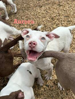 Rescue American Staffordshire Terrier Dogs for Adoption in Spring, Texas - Aurora | PetCurious