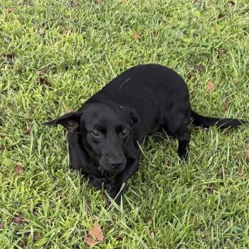 Thelma -  Jack Russell Terrier Dog for Adoption in Valdosta, Georgia - Thelma | PetCurious