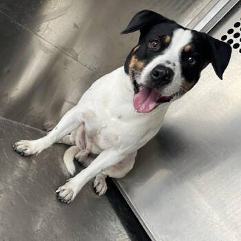 Lubert -  Pit Bull Terrier and Mixed Breed Dog for Adoption in Edinburg, Texas - Lubert | PetCurious