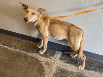 Rescue German Shepherd Dog and Golden Retriever Dogs for Adoption in Ontario, California - MAEVE | PetCurious