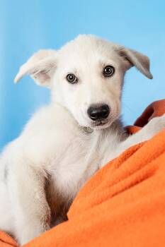 Retriever Dogs Available for Adoption in Minneapolis, Minnesota - Dalton | PetCurious