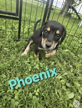 Phoenix -  Beagle Dog for Adoption in Russiaville, Indiana - Phoenix | PetCurious