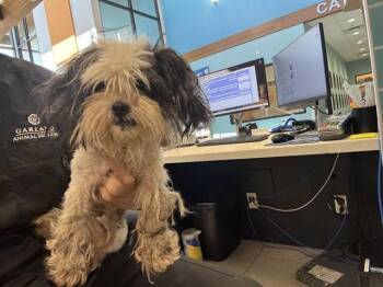 STINKER -  Maltese Dog for Adoption in Rowlett, Texas - STINKER | PetCurious