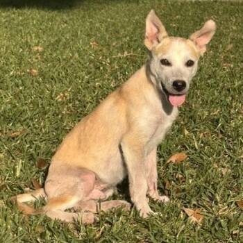 Labrador Retriever and Carolina Dog Dogs Available for Adoption - Benjamin | PetCurious